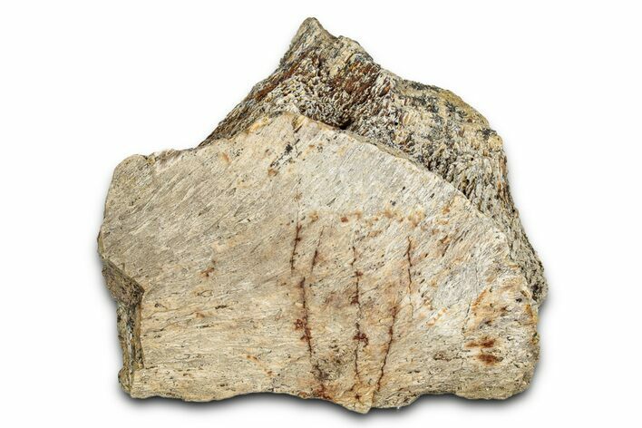 Dinosaur (Triceratops) Frill Shield Section - Montana #338930